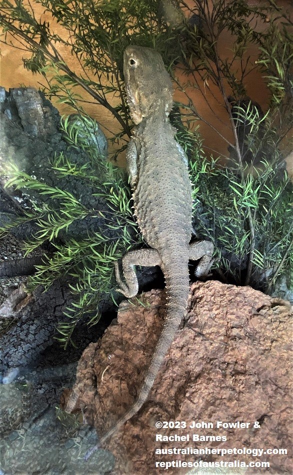 Black-Soil Bearded Dragon (Pogona henrylawsoni) photographed at Snakes Downunder Reptile Park & Zoo, Childers, Qld.